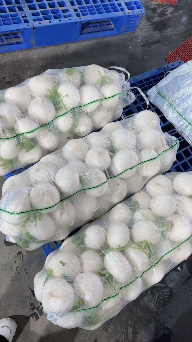 精品圆萝卜