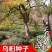 新采乌桕种子腊子树种子山乌桕种子桕子树木子树播种林木种籽