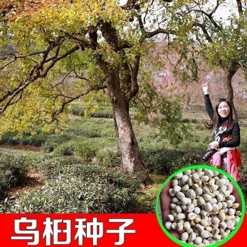 新采乌桕种子腊子树种子山乌桕种子桕子树木子树播种林木种籽