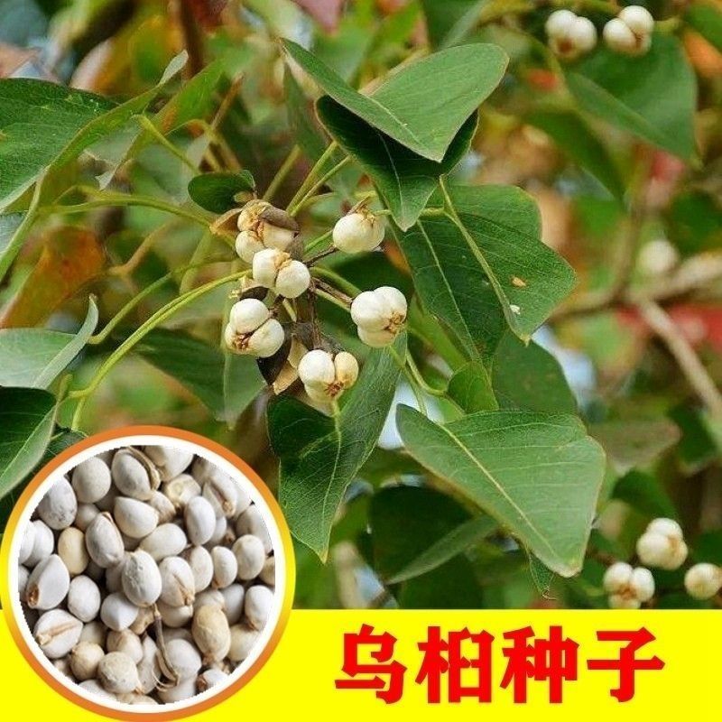 新采乌桕种子腊子树种子山乌桕种子桕子树木子树播种林木种籽