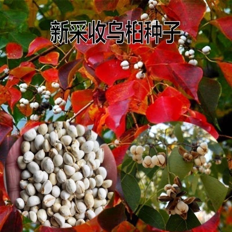 新采乌桕种子腊子树种子山乌桕种子桕子树木子树播种林木种籽