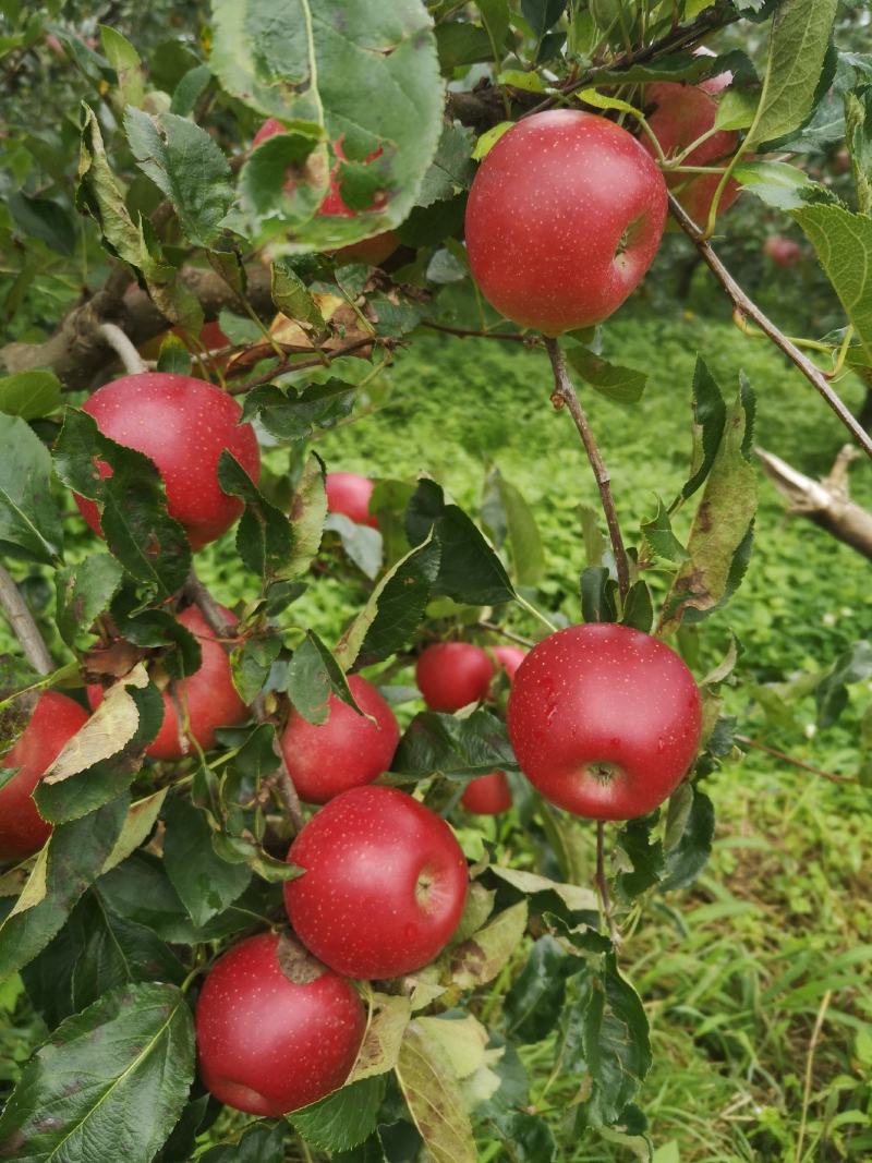 正品保障苹果欢迎联系