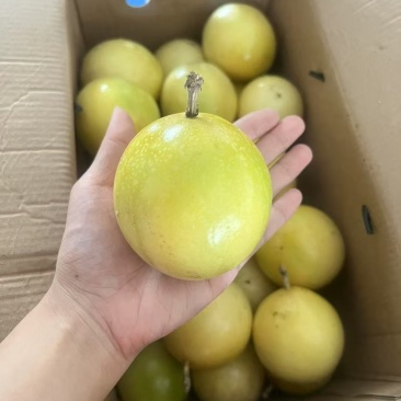 黄金百香果