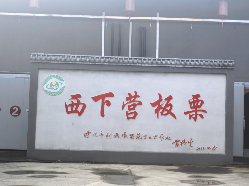 批发各种规格遵化板栗，早栗子313，老树，北峪2号