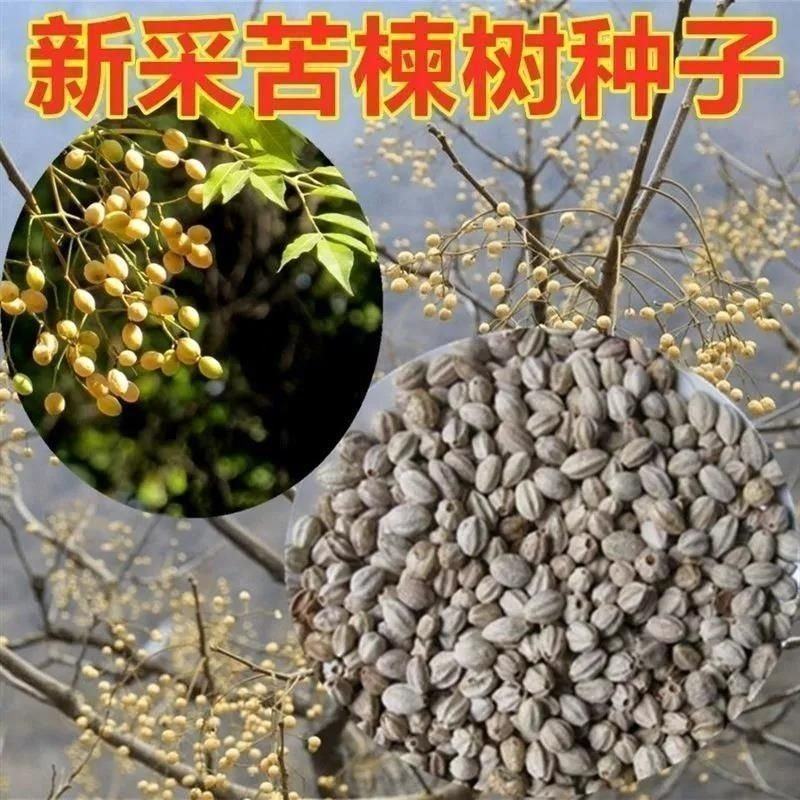 新采苦楝树种子苦楝种子楝树紫花树种子楝枣种子苦楝子种
