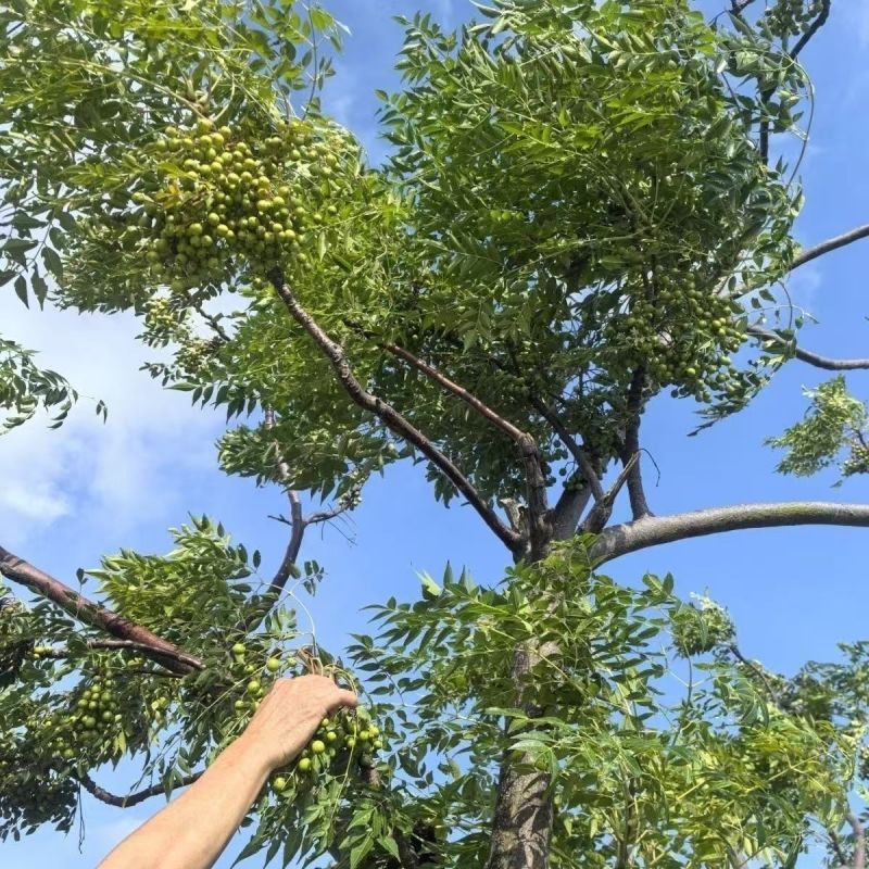 新采苦楝树种子苦楝种子楝树紫花树种子楝枣种子苦楝子种