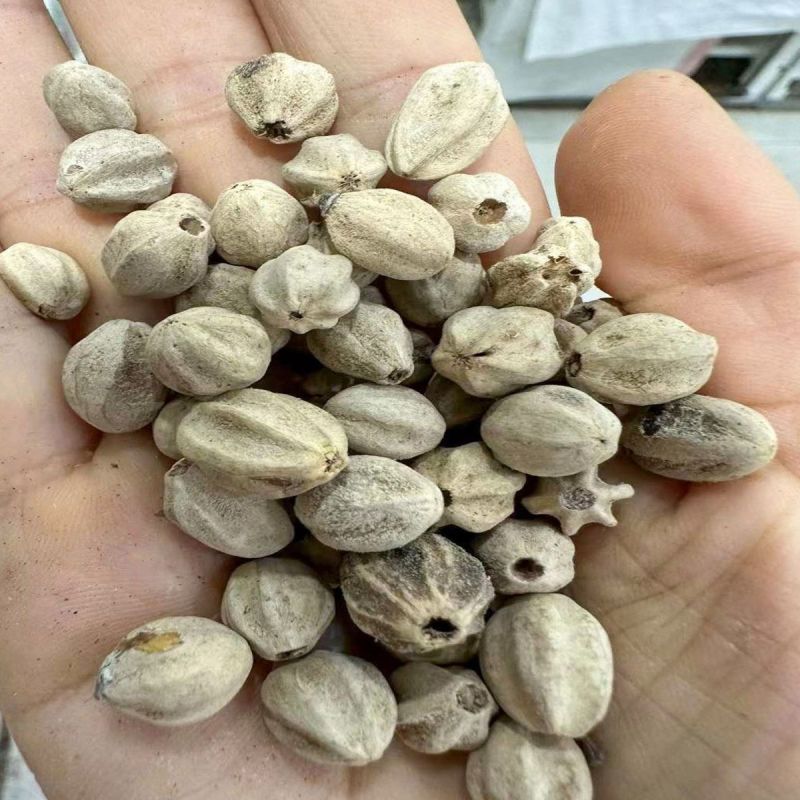 新采苦楝树种子苦楝种子楝树紫花树种子楝枣种子苦楝子种