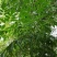 新采苦楝树种子苦楝种子楝树紫花树种子楝枣种子苦楝子种