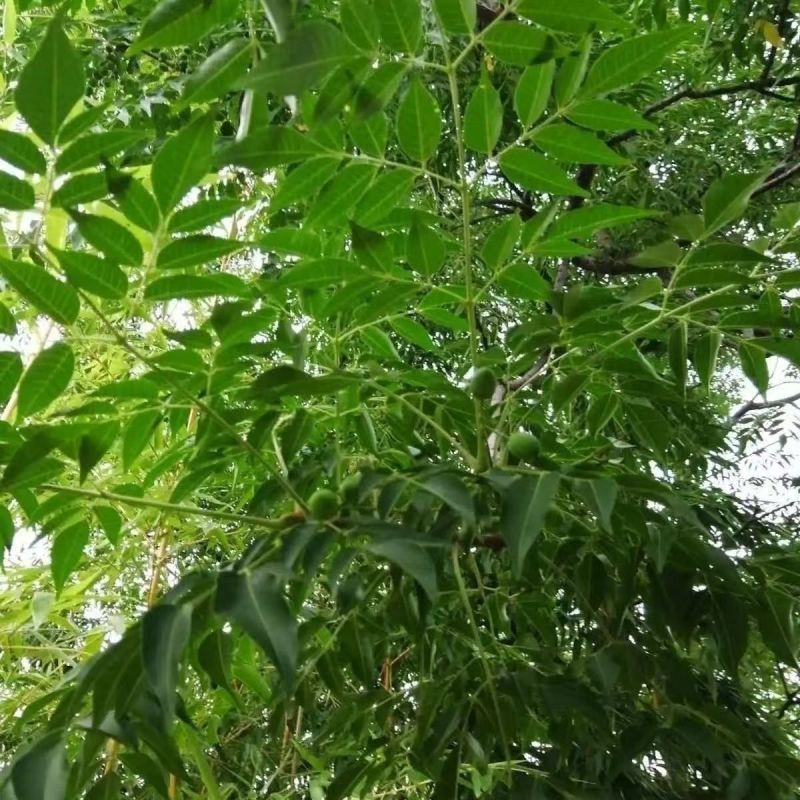 新采苦楝树种子苦楝种子楝树紫花树种子楝枣种子苦楝子种