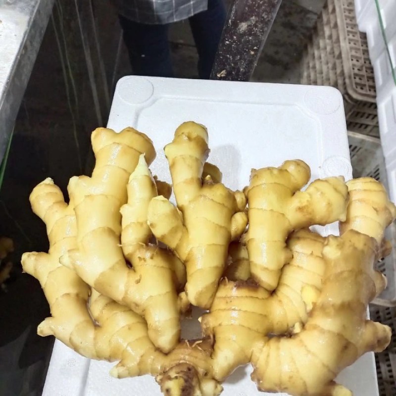 张良生姜批发