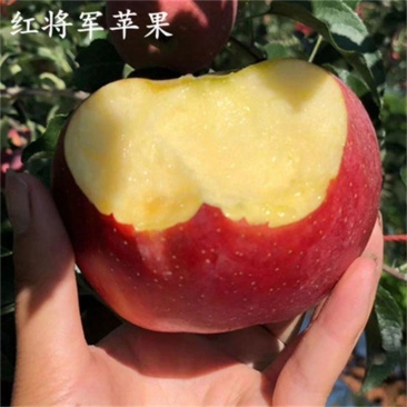 大凉山盐源冰糖心丑苹果红富士红将军产地直销