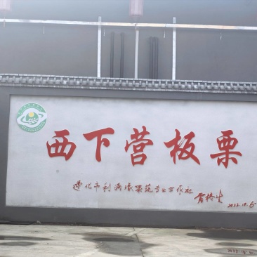 批发各种规格遵化板栗，早栗子313，老树，北峪2号