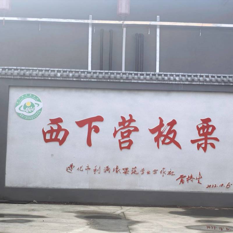 批发各种规格遵化板栗，早栗子313，老树，北峪2号