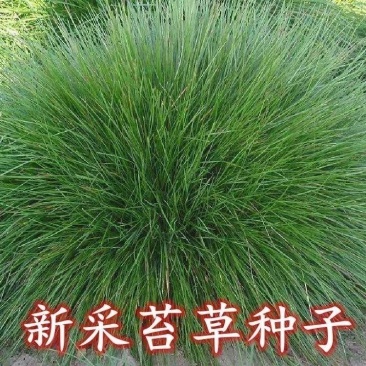新采苔草种子青绿薹草种子莎草科多年生长寿草坪叶量大崂峪苔