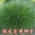 新采苔草种子青绿薹草种子莎草科多年生长寿草坪叶量大崂峪苔