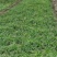 新采苔草种子青绿薹草种子莎草科多年生长寿草坪叶量大崂峪苔