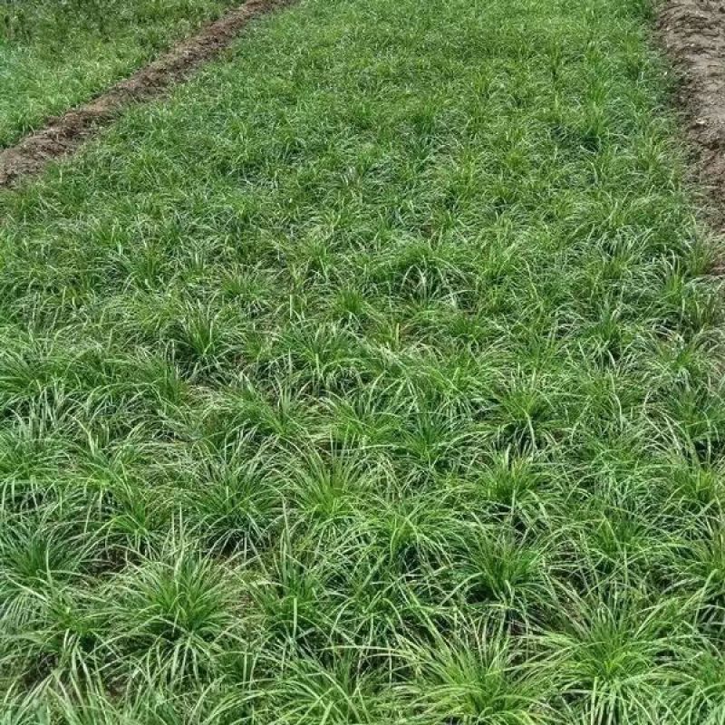 新采苔草种子青绿薹草种子莎草科多年生长寿草坪叶量大崂峪苔