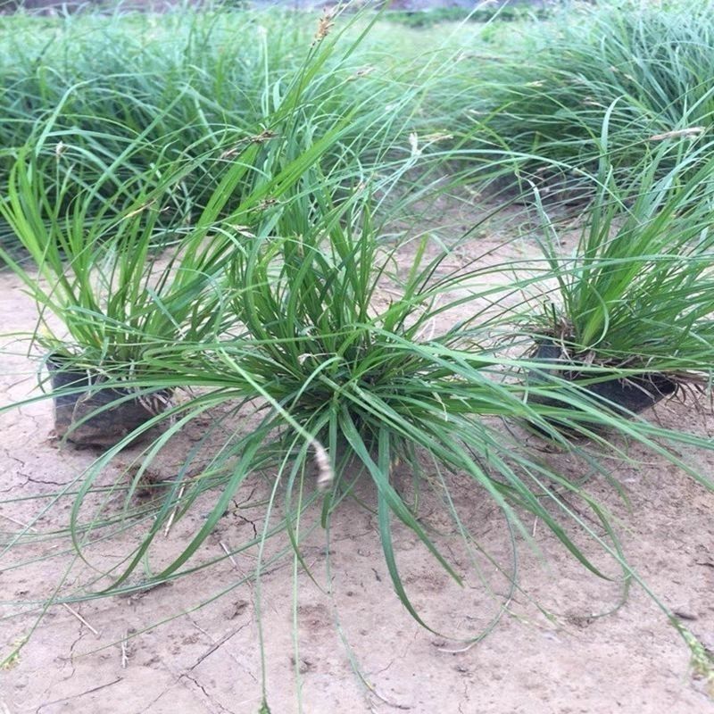新采苔草种子青绿薹草种子莎草科多年生长寿草坪叶量大崂峪苔