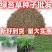 新采苔草种子青绿薹草种子莎草科多年生长寿草坪叶量大崂峪苔
