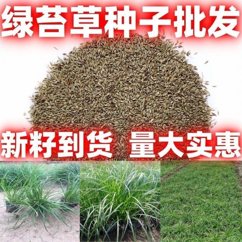 新采苔草种子青绿薹草种子莎草科多年生长寿草坪叶量大崂峪苔