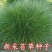新采苔草种子青绿薹草种子莎草科多年生长寿草坪叶量大崂峪苔