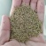 新采苔草种子青绿薹草种子莎草科多年生长寿草坪叶量大崂峪苔