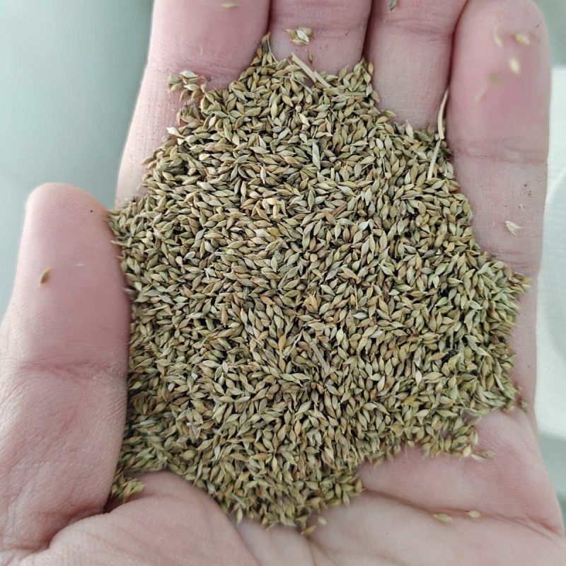 新采苔草种子青绿薹草种子莎草科多年生长寿草坪叶量大崂峪苔