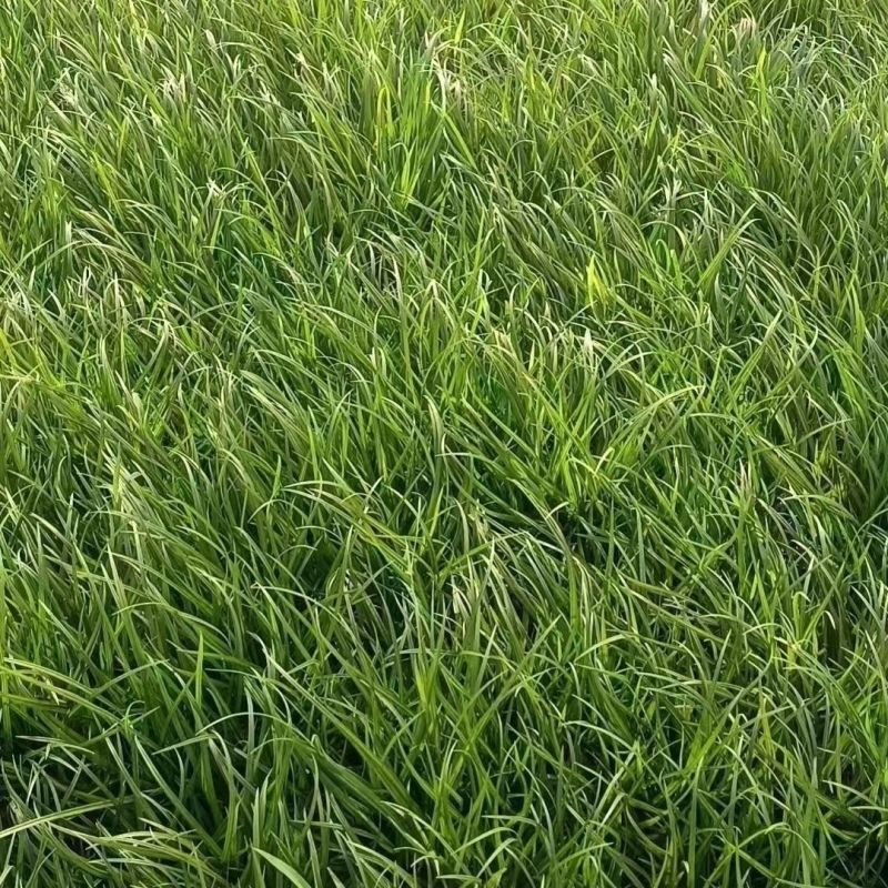 新采苔草种子青绿薹草种子莎草科多年生长寿草坪叶量大崂峪苔