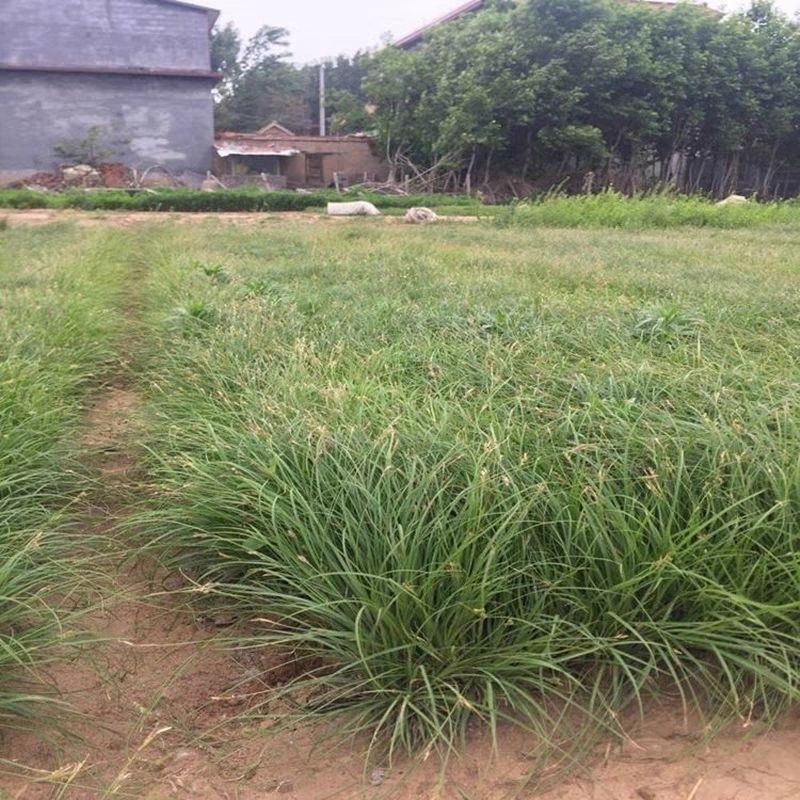 新采苔草种子青绿薹草种子莎草科多年生长寿草坪叶量大崂峪苔