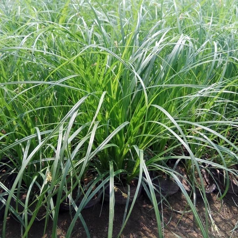 新采苔草种子青绿薹草种子莎草科多年生长寿草坪叶量大崂峪苔