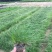 新采苔草种子青绿薹草种子莎草科多年生长寿草坪叶量大崂峪苔
