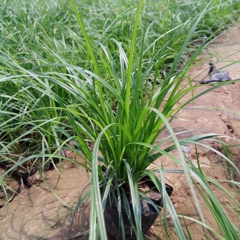 新采苔草种子青绿薹草种子莎草科多年生长寿草坪叶量大崂峪苔