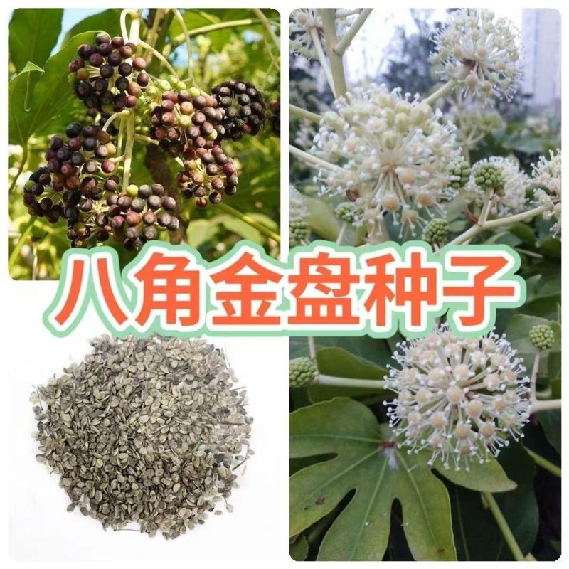 新采八角金盘种子花卉种子绿植种子八手种子手树种子金刚纂