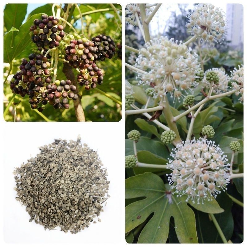 新采八角金盘种子花卉种子绿植种子八手种子手树种子金刚纂