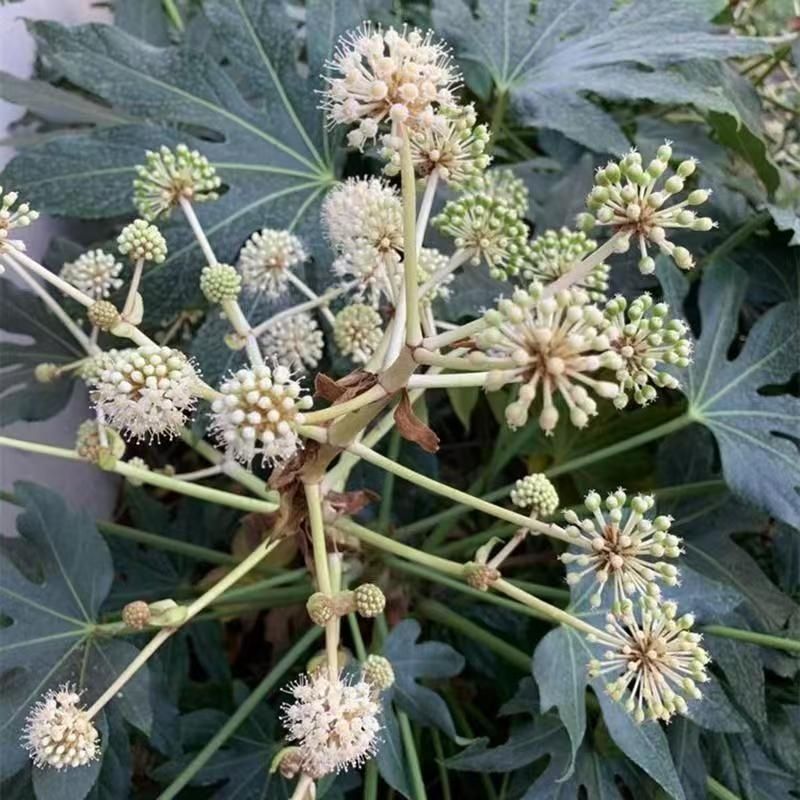 新采八角金盘种子花卉种子绿植种子八手种子手树种子金刚纂