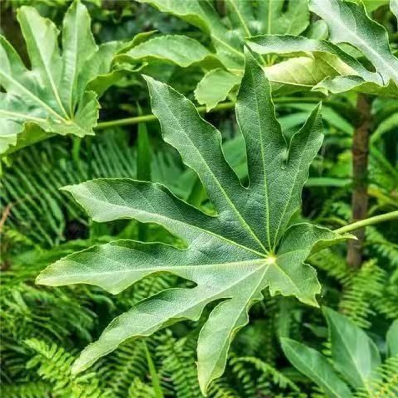 新采八角金盘种子花卉种子绿植种子八手种子手树种子金刚纂
