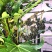 新采八角金盘种子花卉种子绿植种子八手种子手树种子金刚纂