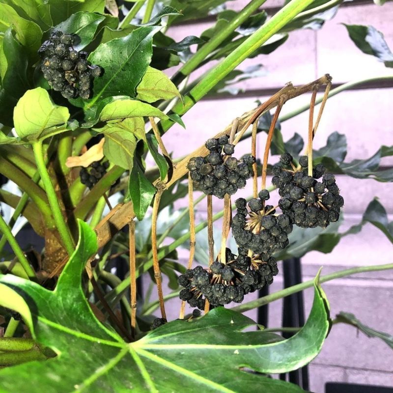 新采八角金盘种子花卉种子绿植种子八手种子手树种子金刚纂