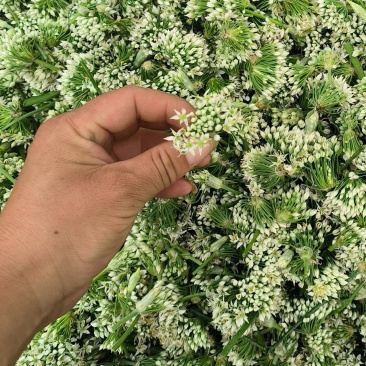 河北昌黎韭菜花大量上市