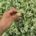 河北昌黎韭菜花大量上市