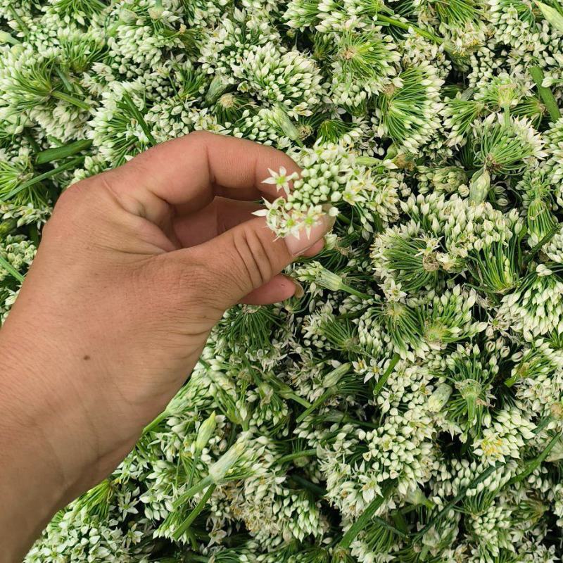 河北昌黎韭菜花大量上市