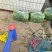 河北昌黎韭菜花大量上市