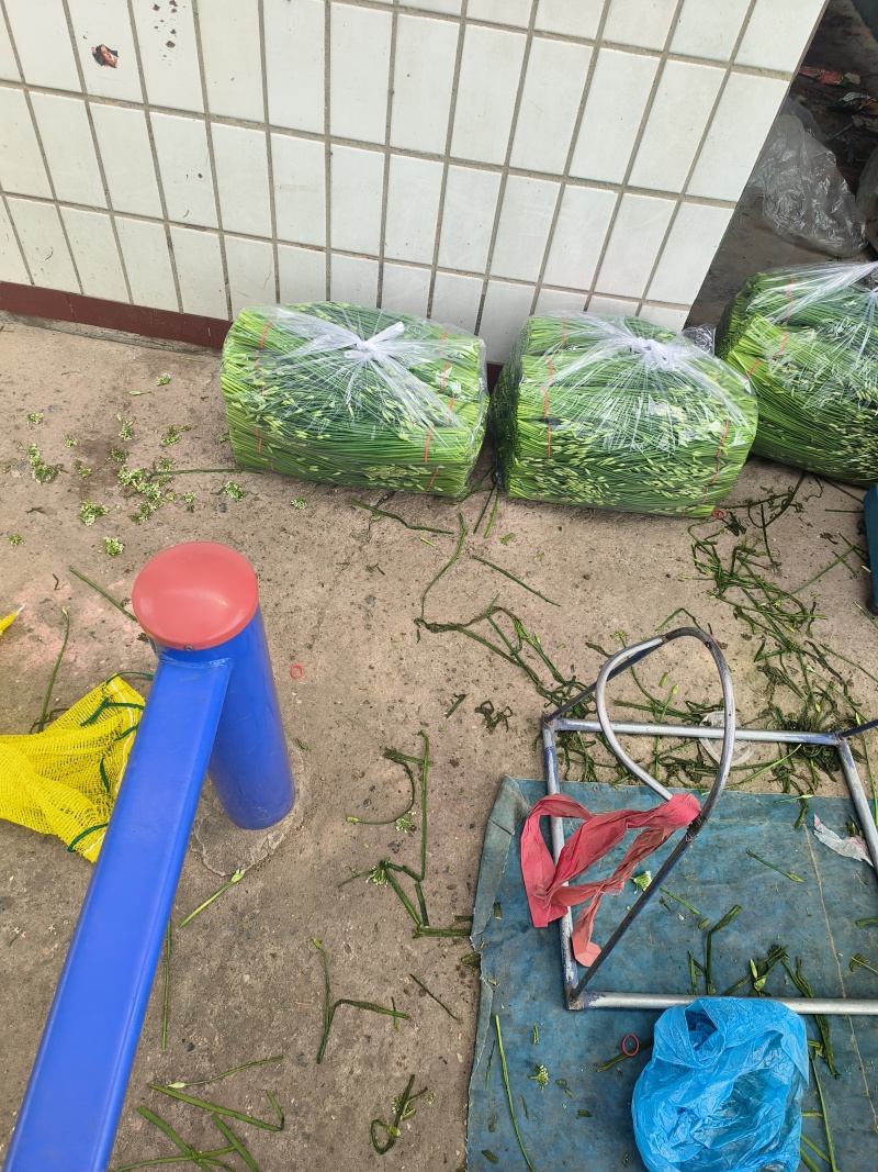 河北昌黎韭菜花大量上市