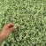 河北昌黎韭菜花大量上市