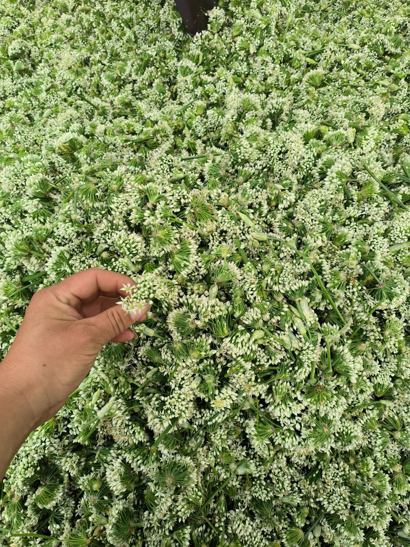 河北昌黎韭菜花大量上市