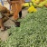 河北昌黎韭菜花大量上市