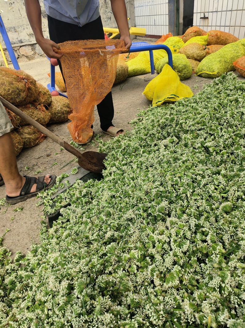 河北昌黎韭菜花大量上市