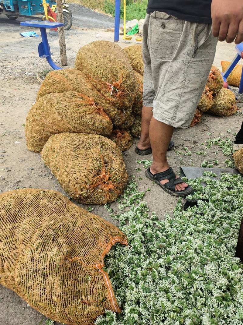 河北昌黎韭菜花大量上市