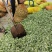 河北昌黎韭菜花大量上市