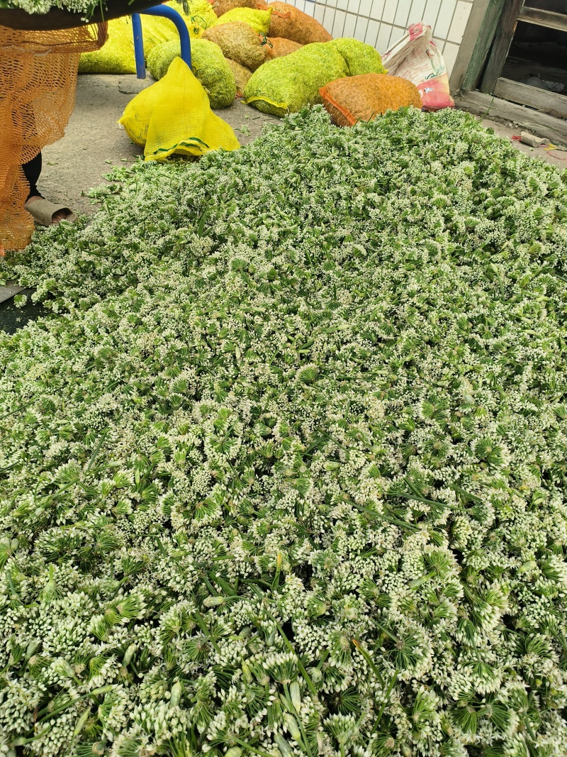 河北昌黎韭菜花大量上市